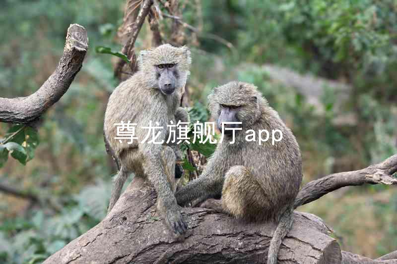 尊龙旗舰厅app